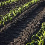 Following the Crop Toward Continuous Nutrition Management